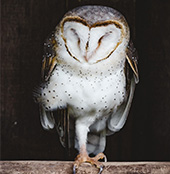 Barn Owl