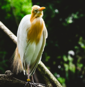 Cattle Egret