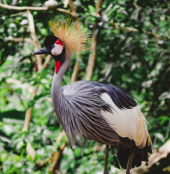 Grey Crowned Crane