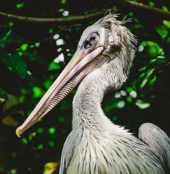 Pelican