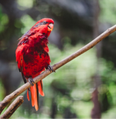 Red Lory