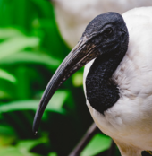 Sacred Ibis