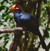 Violet Turaco