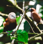 White Headed Munia